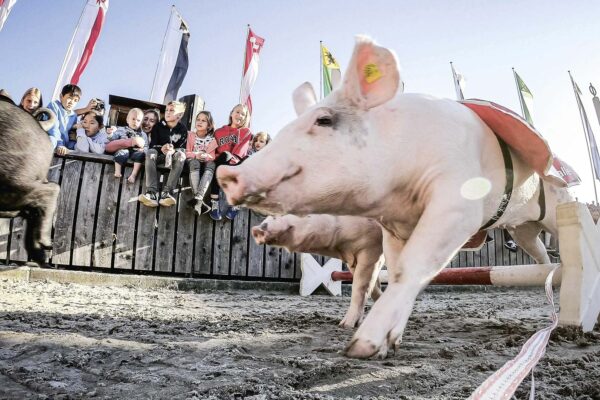 Olma. 13. bis 23. Oktober 2022 in St. Gallen.